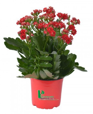 Cây sống đời 90