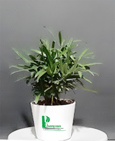 CHẬU CAU TIỂU TRÂM 2