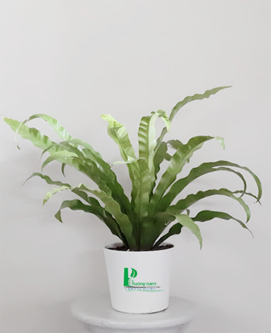 CHẬU CÂY DƯƠNG XỈ