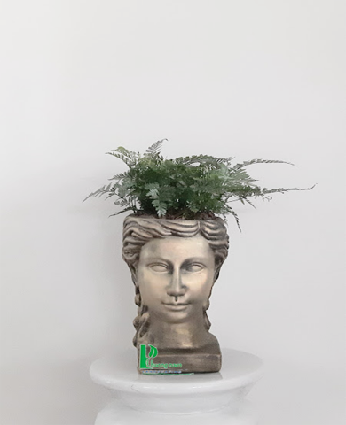 CHẬU CÂY DƯƠNG XỈ 2