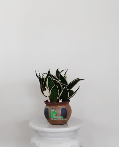 CHẬU CÂY LƯỠI HỔ