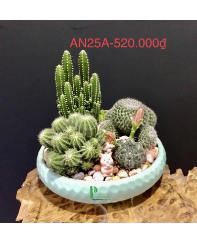 Sen đá 223 Sen đá 223