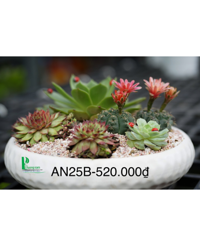 Sen đá 210 Sen đá 210