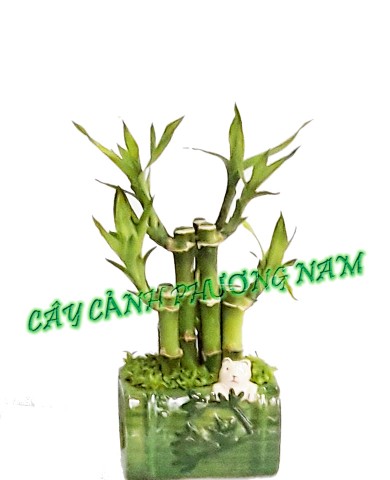 Phong thủy và cây cảnh