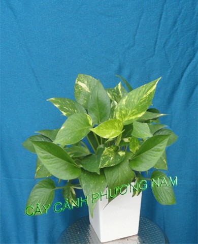 Trồng cây xanh trong nhà để lọc không khí