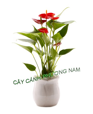Cây Hồng Môn