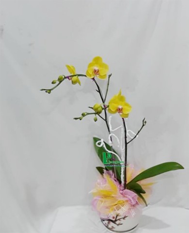 Chậu lan hồ điệp 53