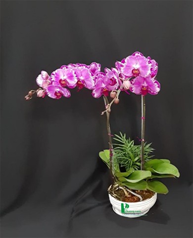 Chậu lan hồ điệp 59