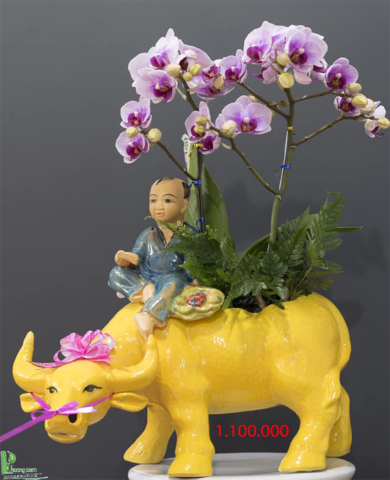 Chậu trâu kéo hoa lan 082 Chậu trâu kéo hoa lan 082