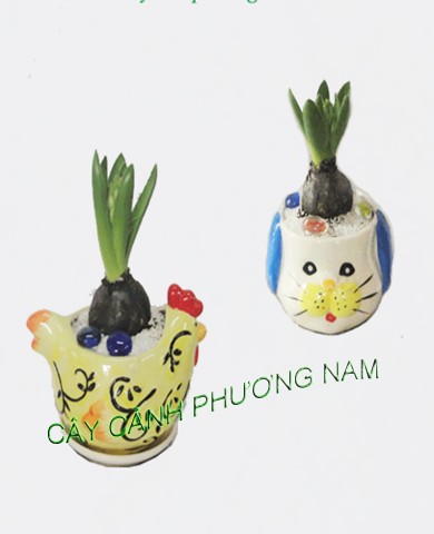 Chậu Cây Huệ Tây