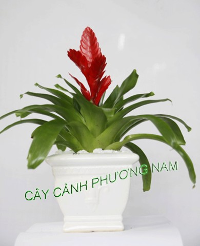 Chậu Phong Lộc Hoa