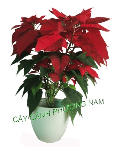 Chậu Cây Trạng Nguyên