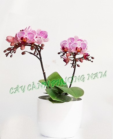 Chậu lan hồ điệp