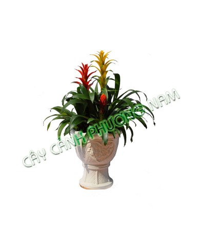 Chậu Phong Lộc Hoa