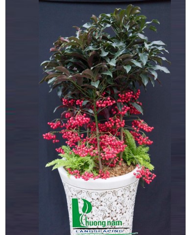 Chậu cây kim ngân lượng12