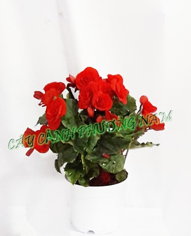 Chậu hoa Thu hải đường