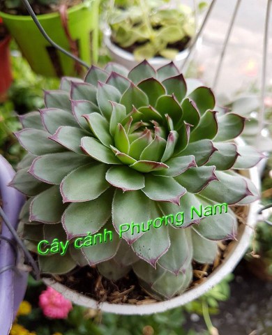 Tạo không gian xanh mướt với các loại cây mọng nước