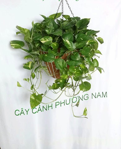Trầu Bà Xanh