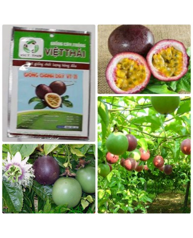 HẠT GIỐNG CHANH DÂY