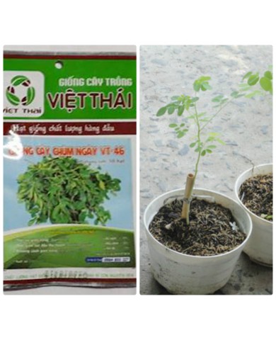 HẠT GIỐNG CHÙM NGÂY