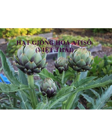 HẠT GIỐNG HOA ATISÔ