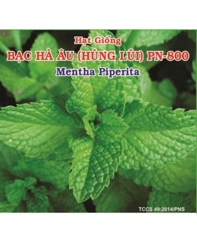 HẠT GIỐNG BẠC HÀ ÂU