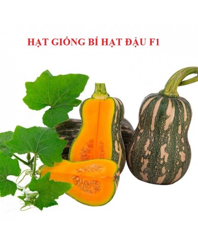 HẠT GIỐNG BÍ HẠT ĐẬU F1