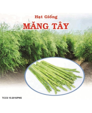 HẠT GIỐNG MĂNG TÂY