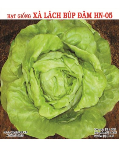 HẠT GIỐNG XÀ LÁCH BÚP