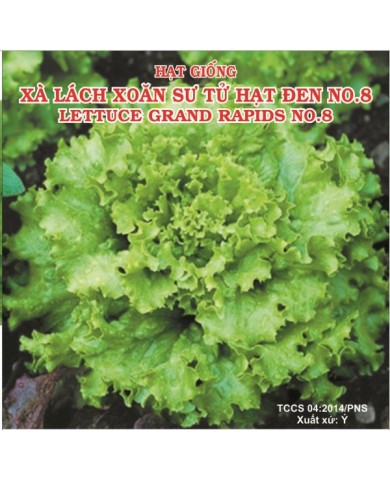 HẠT GIỐNG XÀ LÁCH XOĂN SƯ TỬ