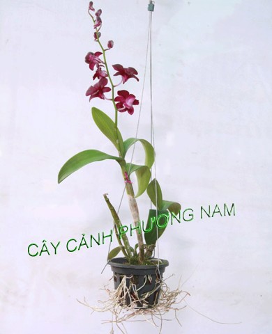 Lan Dendrobium