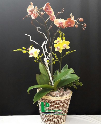 Chậu lan hồ điệp 