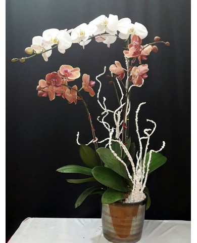 Chậu lan hồ điệp 