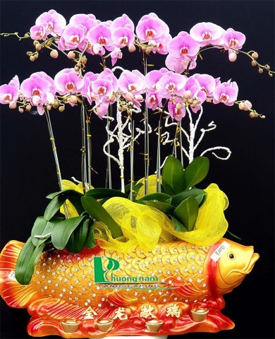 Chậu lan hồ điệp 