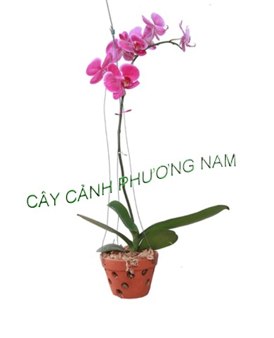 Hoa lan hồ điệp