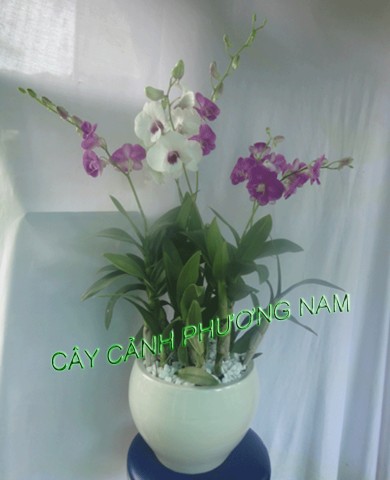 Lan Dendrobium