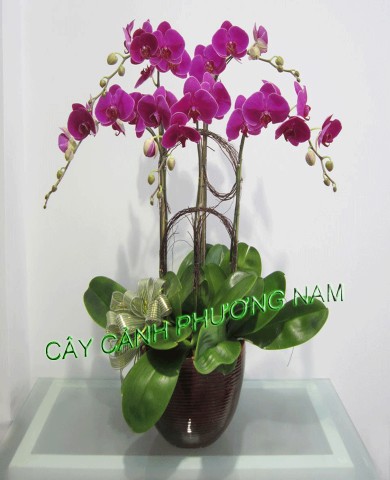 Chậu lan hồ điệp