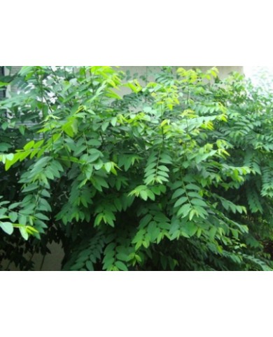 Trồng rau ăn lá tại nhà Trồng rau ăn lá tại nhà