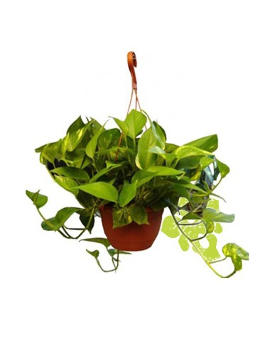 Trầu bà Trầu bà