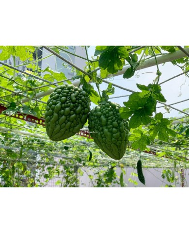 Trồng khổ qua trong sân vườn, nhà phố