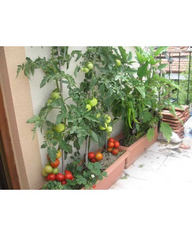 Rau - củ - quả trồng chậu vẫn sum xuê, trĩu cành