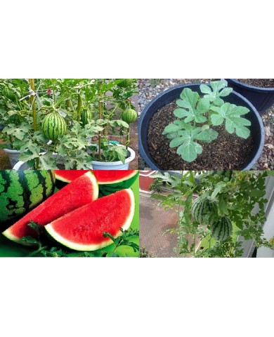 Trồng dưa hấu trong chậu Trồng dưa hấu trong chậu