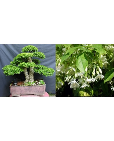 Cây mai chiếu thủy Cây mai chiếu thủy