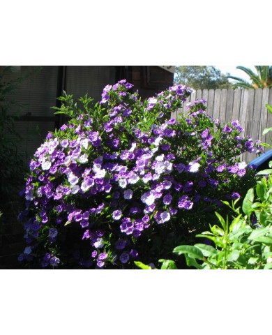 Trồng hoa nhài Nhật cho vườn nhà ngát hương