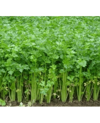 Cây rau gia vị Cây rau gia vị