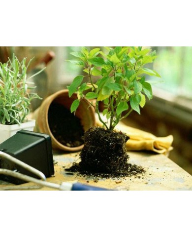 Thay chậu cho cây cảnh Thay chậu cho cây cảnh