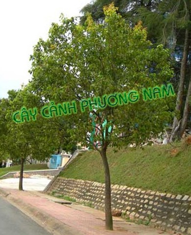 Cây Long Não