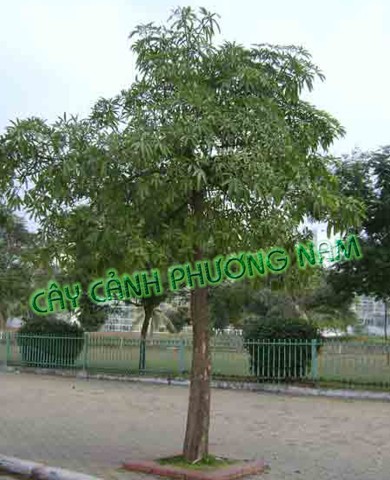 Cây Hoa Sữa