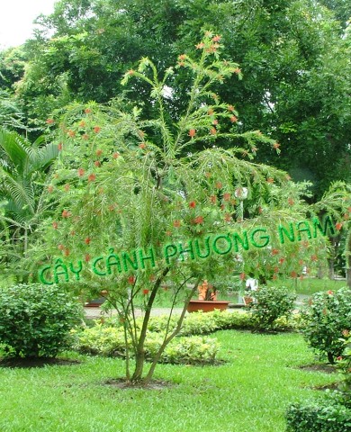 Cây Tràm Bông Đỏ