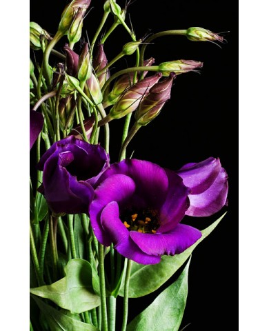 Trồng hoa cát tường cho ban công thêm quyến rũ